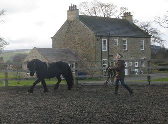 Rackwood Hugo Fell pony gelding